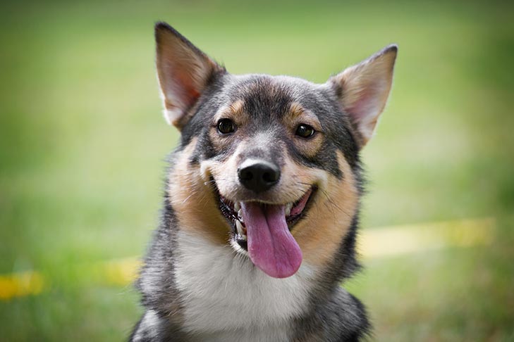 A boca de um cão é mais limpa do que a boca de um humano?