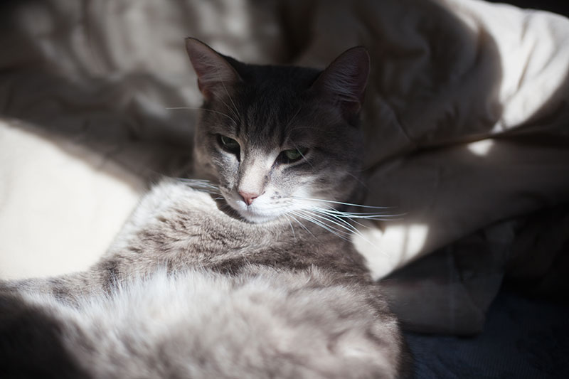 Cuidado com o ranger de dentes em gatos: é um sinal sutil de que há problemas