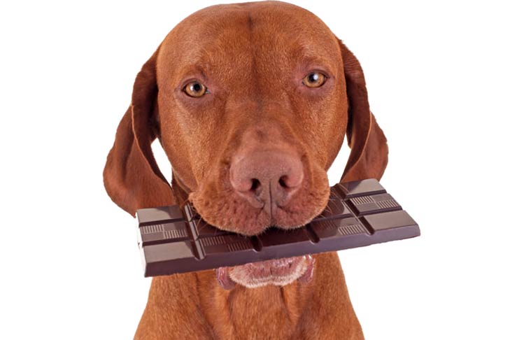 O que fazer se o seu cão comer chocolate