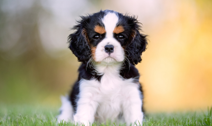 Como preparar um Cavalier King Charles Spaniel