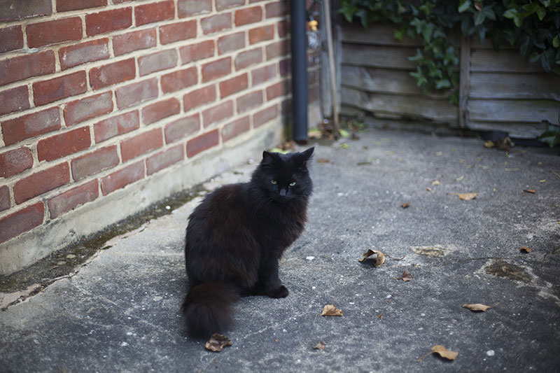 Um gato preto chamado “bola de neve” e outros nomes irônicos de gatos