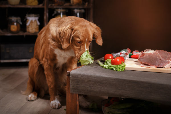 Os cães podem comer aipo? – American Kennel Club