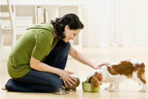 Quanto devo alimentar meu cachorro?  – American Kennel Club