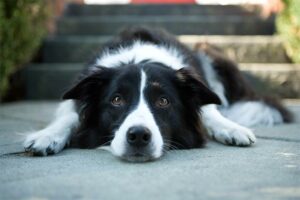 As sutilezas e a gravidade da dor crônica em cães