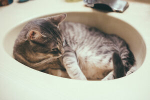 Gatos precisam de banho?  Você deve banhá-los?  Com que frequência?