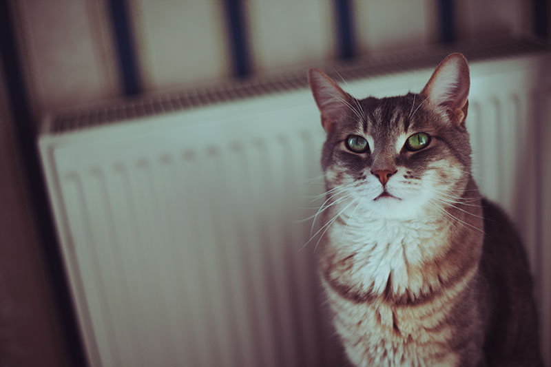 Estas camas de gato com radiador podem ser o auge do conforto dos gatinhos