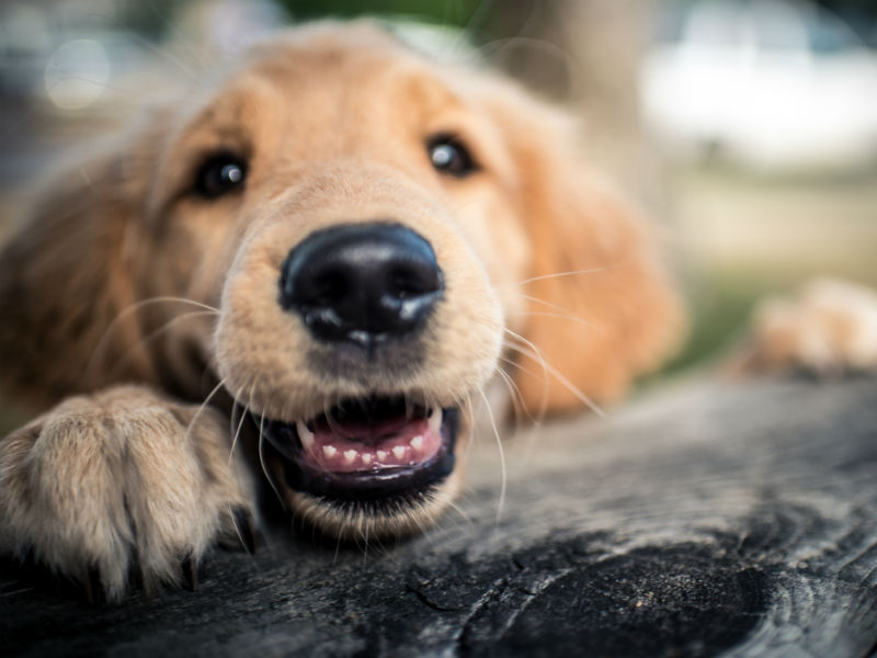 Nutrição do cão: o que e quanto alimentar meu cão