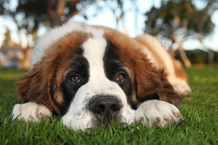 Compreendendo, prevenindo e tratando a ansiedade canina