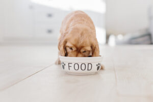 Filhotes de cachorro podem comer comida de cachorro adulto?  – O Blog do Cão