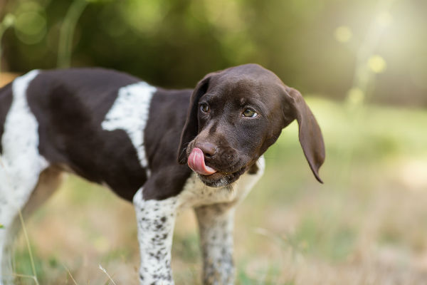 Cães podem comer amendoim?  – American Kennel Club