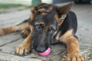 Como escolher brinquedos seguros para o seu cachorro – American Kennel Club