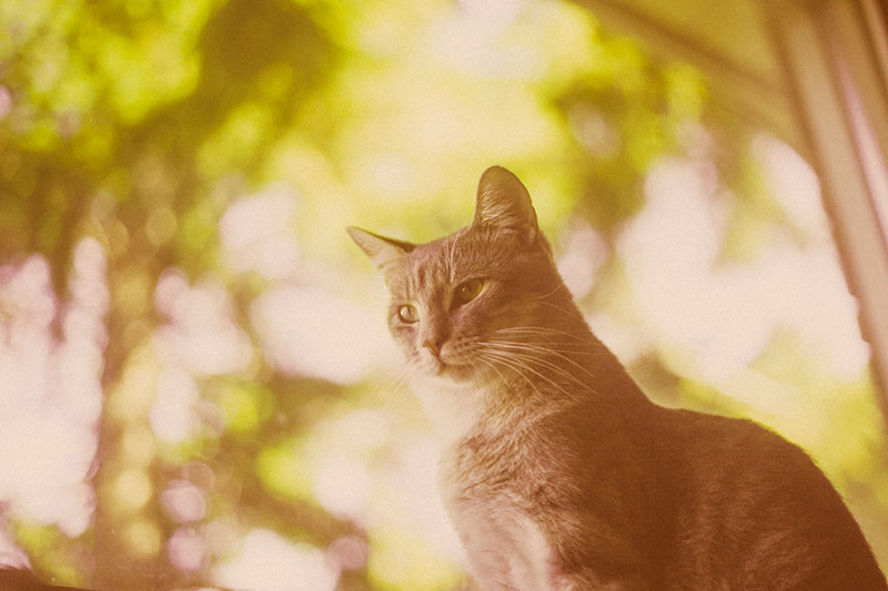 Trazendo a natureza para dentro de casa: árvores para gatos e condomínios com folhas