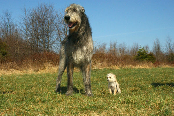 Quanto tempo os cães vivem?  – American Kennel Club