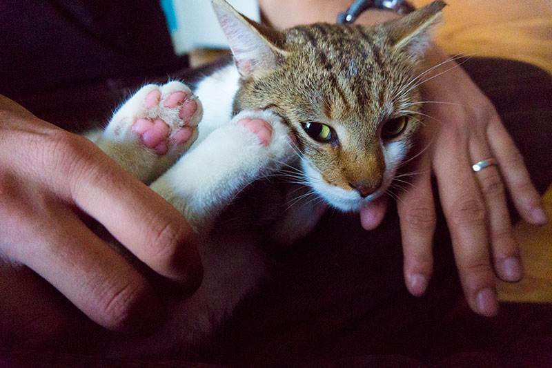 Quanta atenção os gatos precisam?  Os gatos internos precisam de mais?