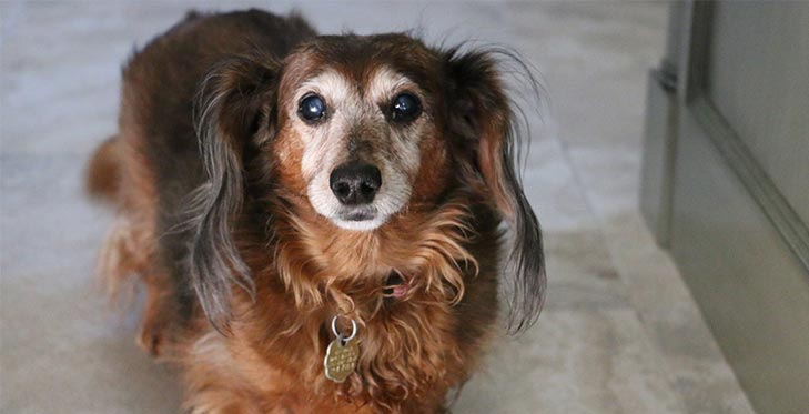 Olhos turvos em cães