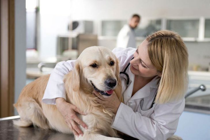 Como falar com seu veterinário sobre o óleo CBD para cães