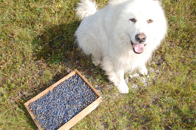 Os cães podem comer mirtilos?