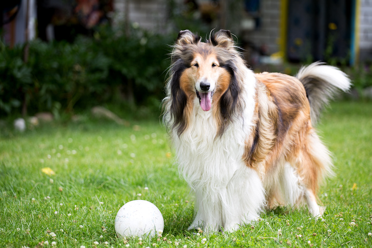 O óleo CBD pode ajudar cães com epilepsia?