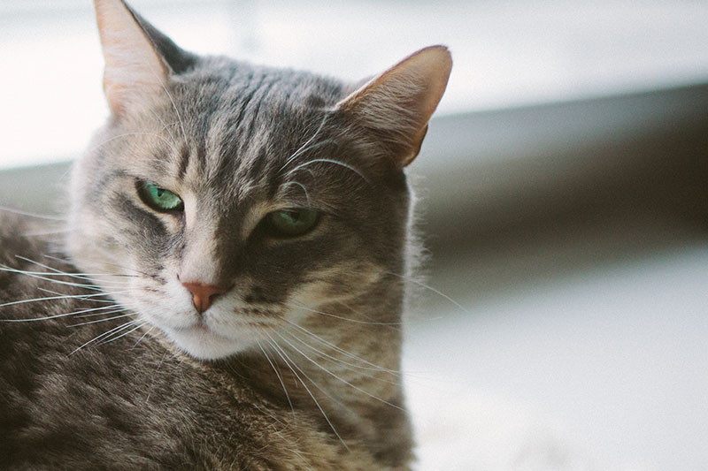 Não estou feliz com isso, mas odeio meu gato: o que posso fazer?