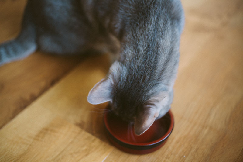 Gatos podem comer comida de cachorro?  É seguro: 1. Como dieta principal?  2. Ocasionalmente?