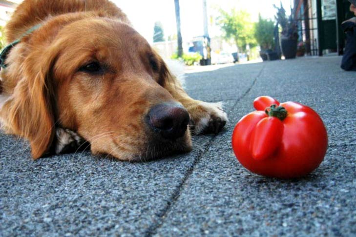 Tomates para cães: o que é seguro e o que não é