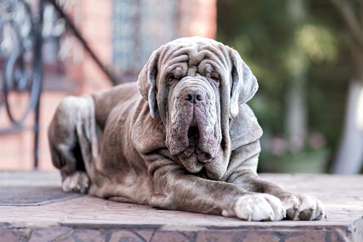 A ameaça muito real da brucelose canina