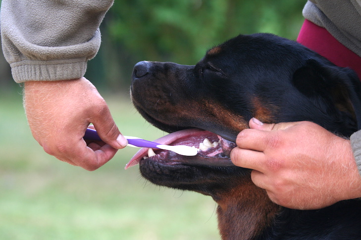 As 5 principais condições dentárias para cães e gatos