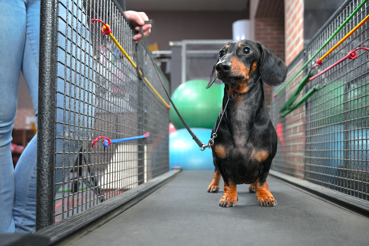 Use sua esteira para exercitar seu cão