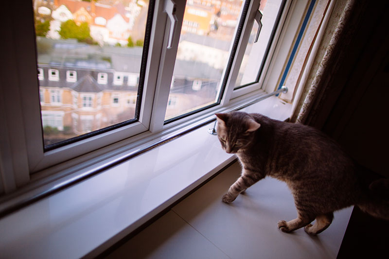 Para espaços pequenos e vida em apartamento: árvores de gato estreitas, finas e altas