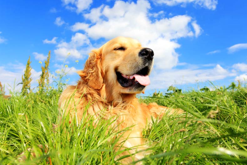 Como o cuidado holístico pode ajudar seu cão