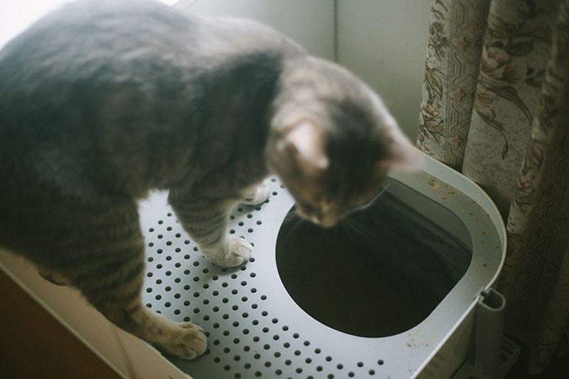 Lixo fedido?  Como reduzir odores e manter a caixa de areia do gato longe