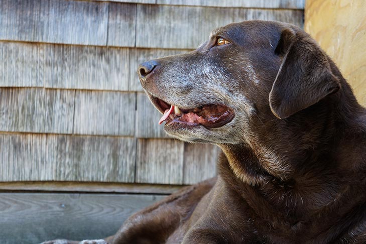 Cães Idosos