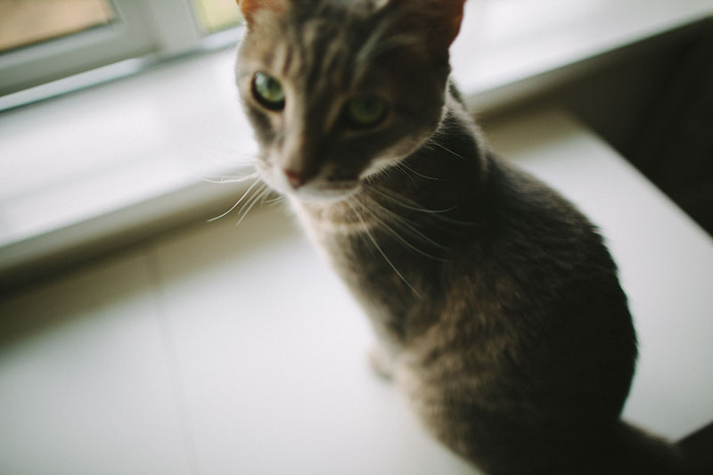 Dando às caixas de areia um disfarce de mobília humana: caixas de areia de gato escondidas