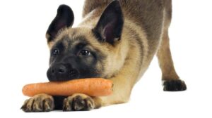 Cães podem se adaptar a uma dieta vegetariana… com suplementos – American Kennel Club