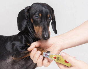Como aparar as unhas do seu cão com segurança