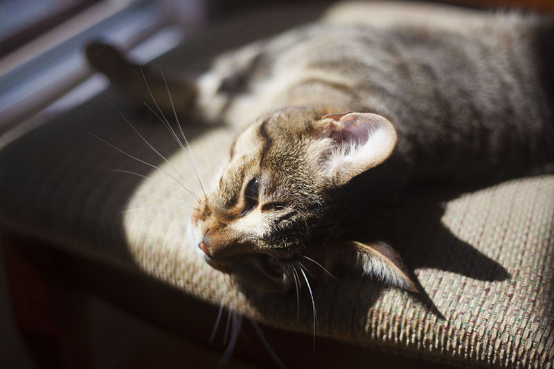 Quer saber por que os gatos são tão incrivelmente preguiçosos?  Aqui está a razão