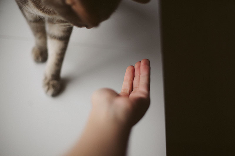 Catnip é seguro para gatos e gatinhos?  Eles podem comer?  É sempre inseguro?