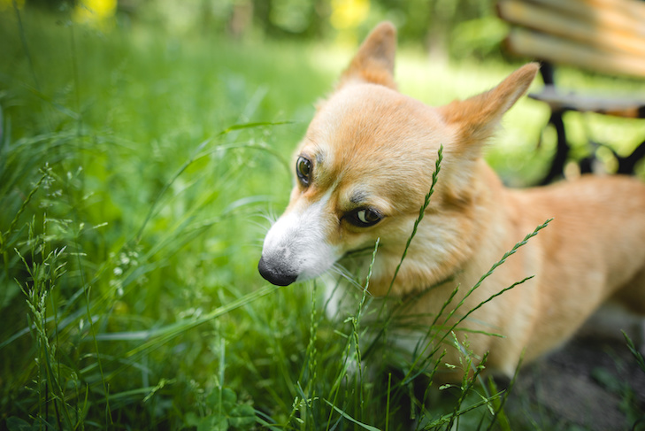 Por que meu cachorro come grama?