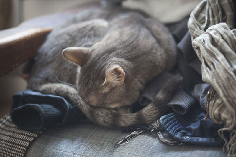 Humano VS Gato: 12 vezes é óbvio que nenhum humano poderia vencer