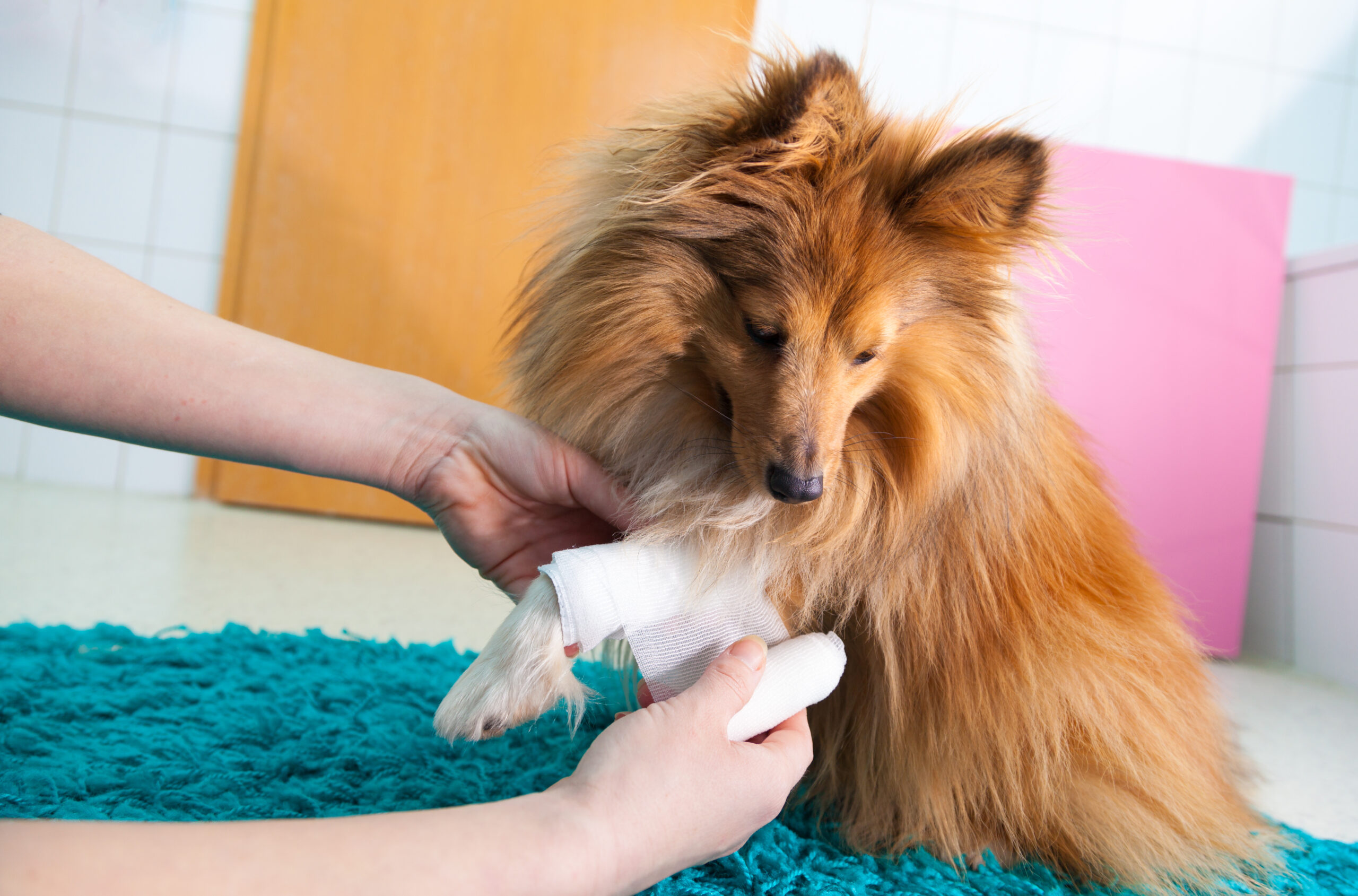 Primeiros socorros para cães