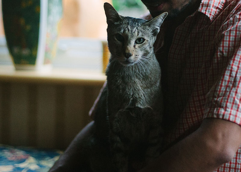 Os gatos amam os humanos?  É só porque nós os alimentamos?