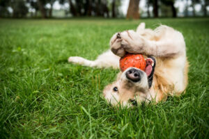 TOC em cães: pode acontecer?