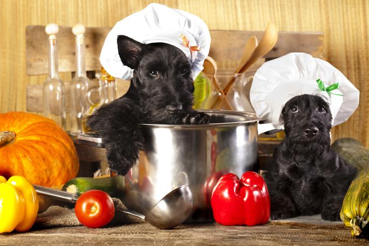 Cozinhar para o seu cão: prós e contras de cozinhar comida caseira para cães