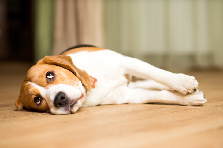 Doença de Addison em cães: sintomas, diagnóstico, tratamento e prevenção