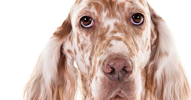 Uma visão diferente sobre o tratamento da DII do seu cão – American Kennel Club