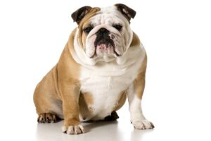 Dicas de dieta para cães gordinhos – American Kennel Club