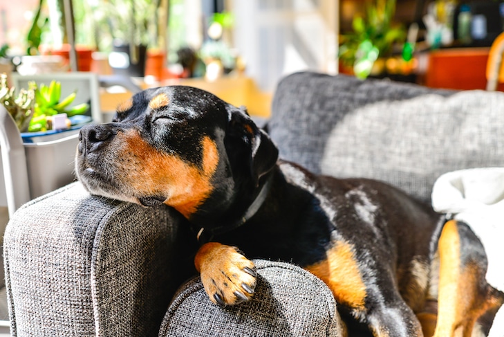 Como o horário de verão afeta os cães?