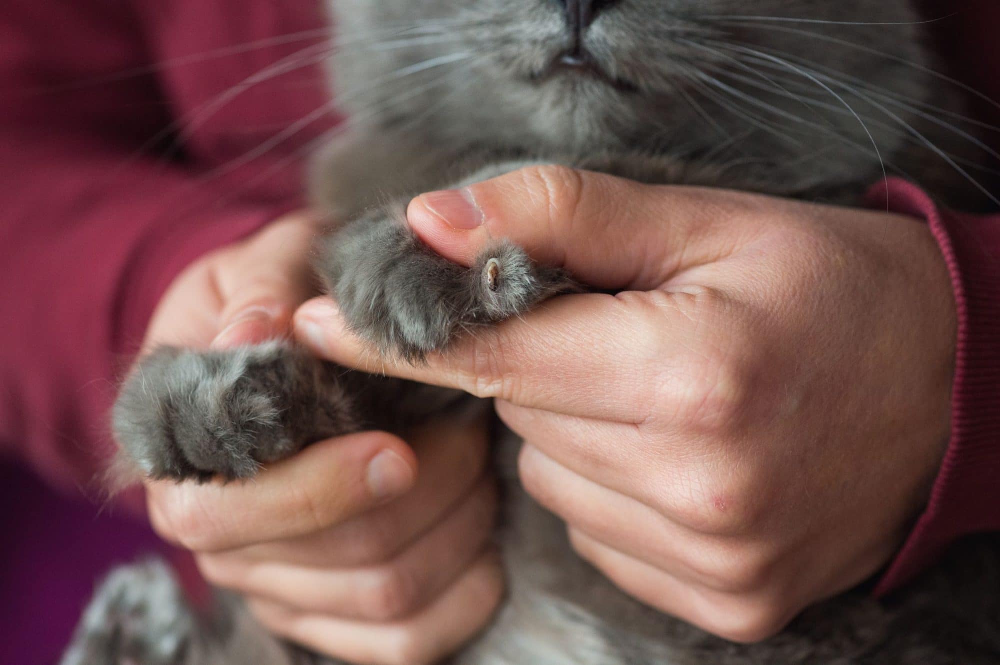 Quando você apara bem as garras do seu gato, elas não se importam (em teoria)