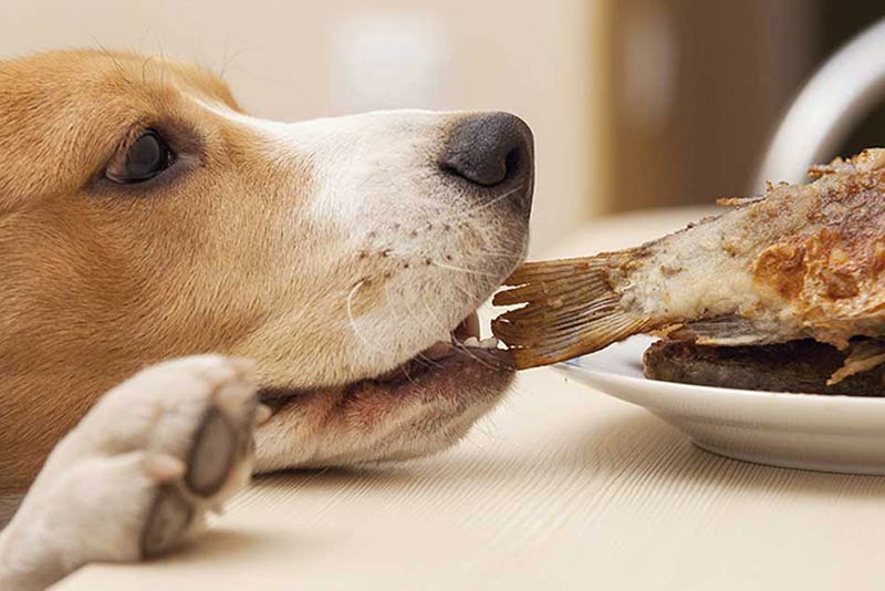 Segure as batatas fritas: não alimente restos de mesa – American Kennel Club