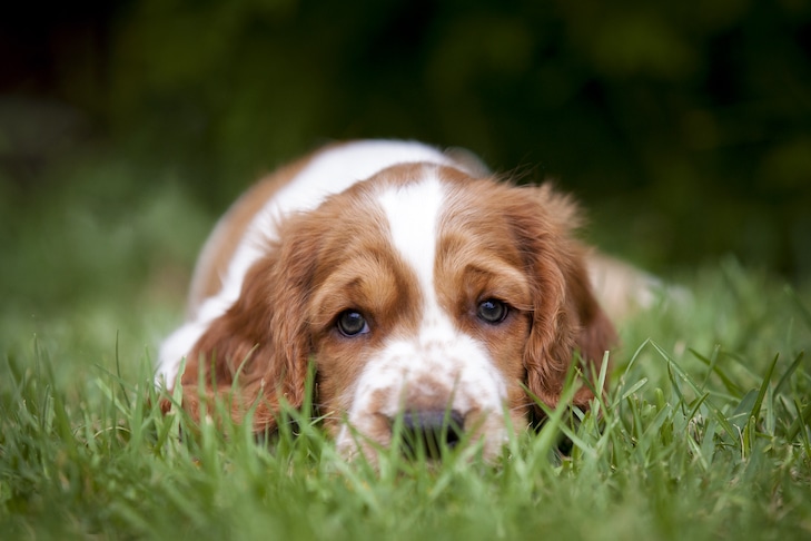 Parasitas internos de cães: dirofilariose, ancilostomíase, micose, lombriga